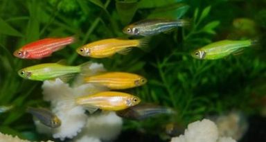 GMO Danio Tetra Mix