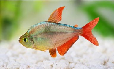 Columbian Tetra 