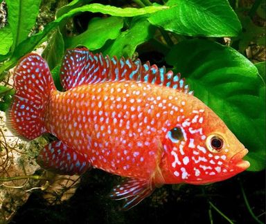 African Jewel Cichlid