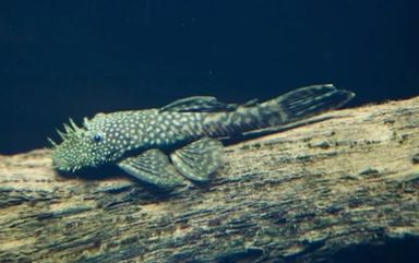 Common Bristlenose Pleco