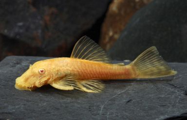 Albino Bristlenose Pleco