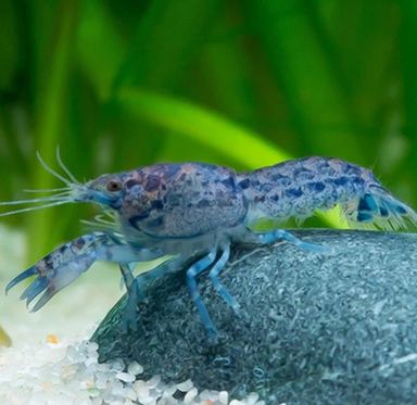 Dwarf Crayfish Blue