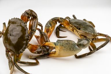 M8 X 2pcs - 850gms male crab x 2