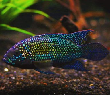 Jack Dempsey cichlid