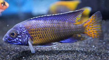 Flametail Cichlid