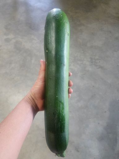 Organic Zucchini