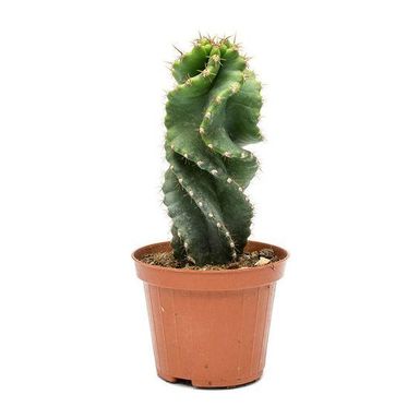 Cactus Azura Céleste