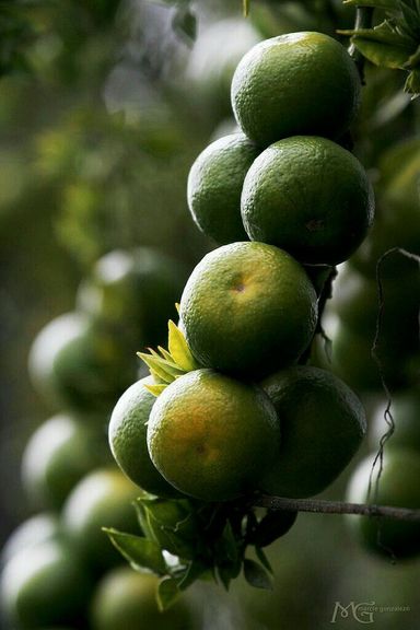 Green Mandarins