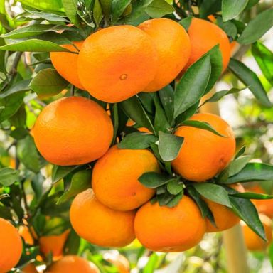 Yellow tangerines