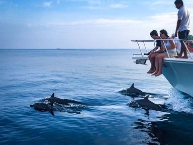 Dolphin cruise