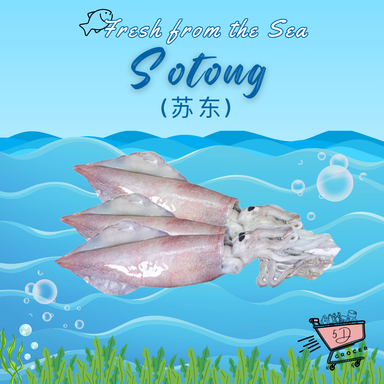 Fresh Sotong /Squid 苏东 500g