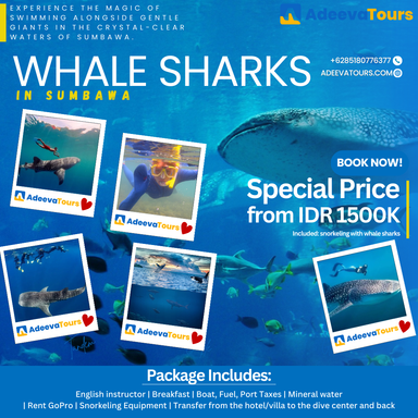 Swim with Whale Sharks in Sumbawa