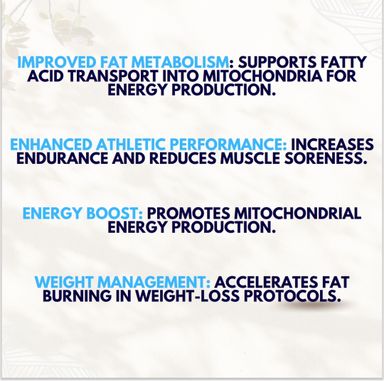 L- Carnitine 500mg/Ml