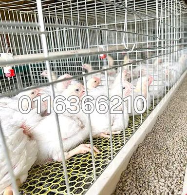 Broiler chicken cages 