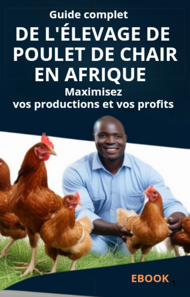 Guide complet de l'élevage de poulet de chair en Afrique 