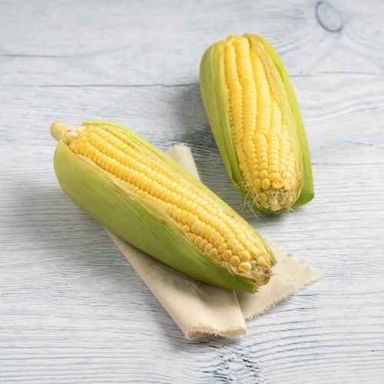 Sweet Corn (Cholam) 2 pcs (Approx. 700g - 800g)