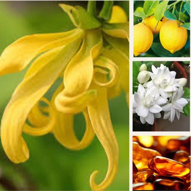 YLANG YLANG SYMPHONY