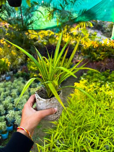 Spider Plant