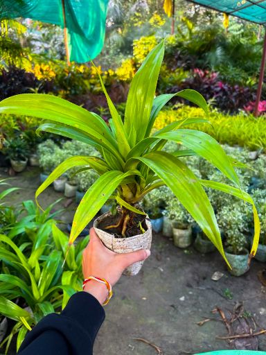 Small Dracaena plant