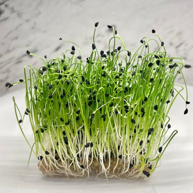 Chives (Ceapa Verde)