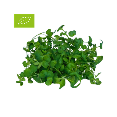 ΜΠΡΟΚΟΛΟ (Broccoli) BIO Γλαστράκι