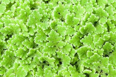 Azolla Organic Feed