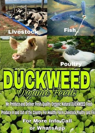 Duckweed Organic Feed 