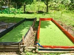 Azolla Organic Feed