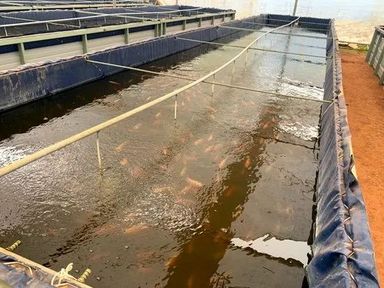 Tilapia Fish Farm Setups