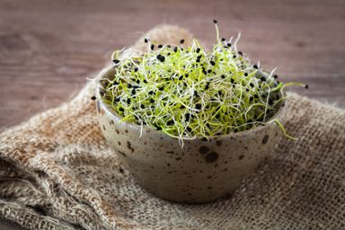 Asian Green Onions 