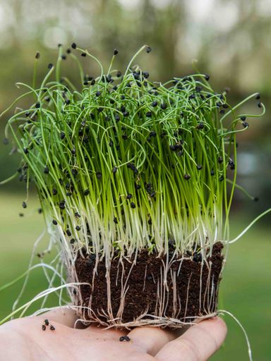 Asian Green Onions 