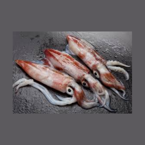 Squid - 1 Kg