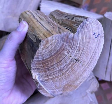 Shwe Sandalwood_ဩစတေးလျ တောင်နံကတိုး
