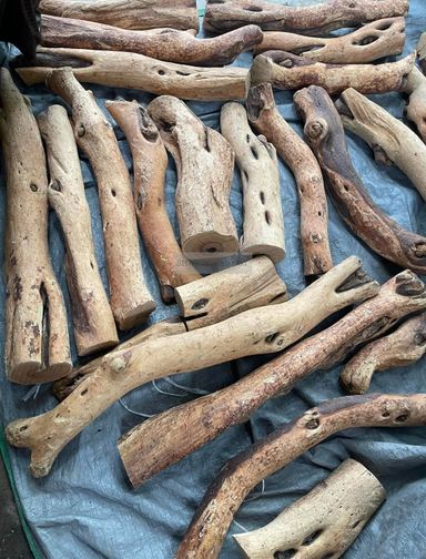Shwe Sandalwood_ဩစတေးလျ တောင်နံကတိုး