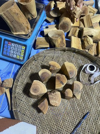 Shwe Sandalwood_ဩစတေးလျ တောင်နံကတိုး