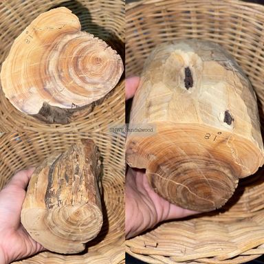 Shwe Sandalwood_ဩစတေးလျ တောင်နံကတိုး