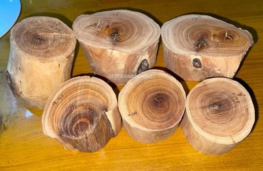 Shwe Sandalwood_ဩစတေးလျ တောင်နံကတိုး