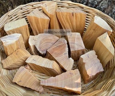 Shwe Sandalwood_ဩစတေးလျ တောင်နံကတိုး