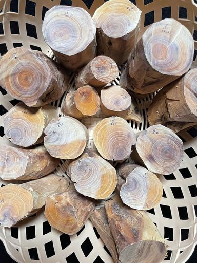 Shwe Sandalwood_ဩစတေးလျ တောင်နံကတိုး