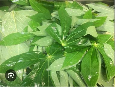 Cassava Leaves