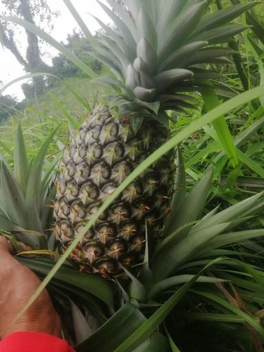 Pineapple 