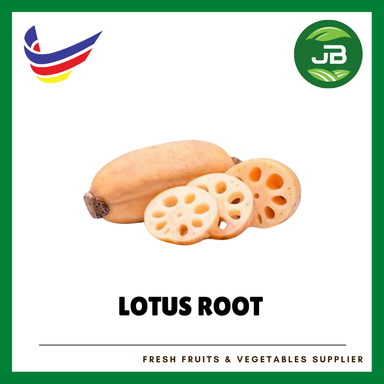 LOTUS ROOT