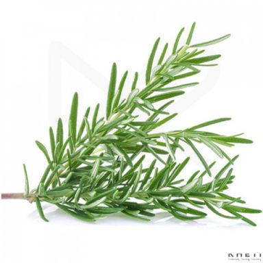 Rosemary (كل نص كيلو)