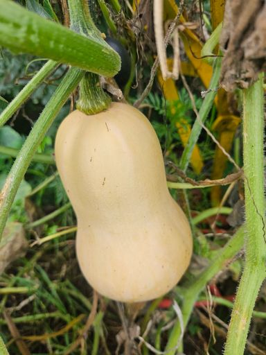 1 x Organic butternut