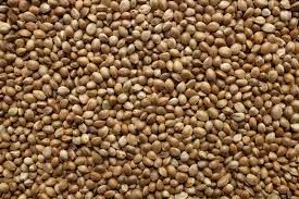 Hemp Seed