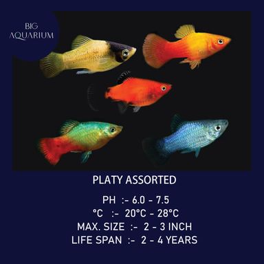 Platy - Assorted