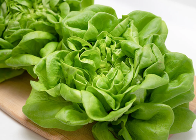 Butterhead lettuce 牛油生菜