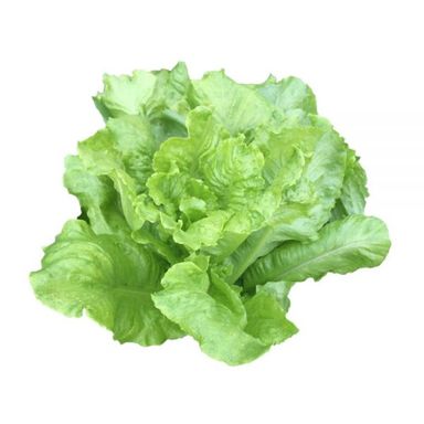 Looseleaf Lettuce  散叶生菜