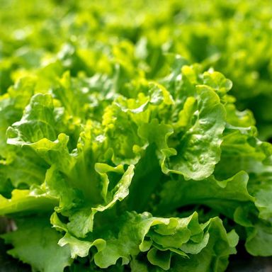 Looseleaf Lettuce  散叶生菜