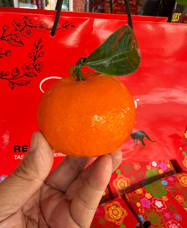 WOGAN MANDARIN ORANGE